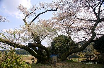 東山代の明星桜 佐賀県伊万里市