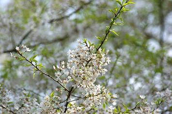 東山代の明星桜 佐賀県伊万里市