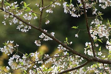 東山代の明星桜 佐賀県伊万里市