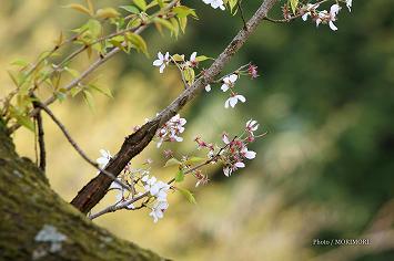 東山代の明星桜 佐賀県伊万里市