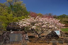 歌垣公園　記念碑と八重桜　08