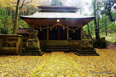 白鳥神社のイチョウの「黄葉」