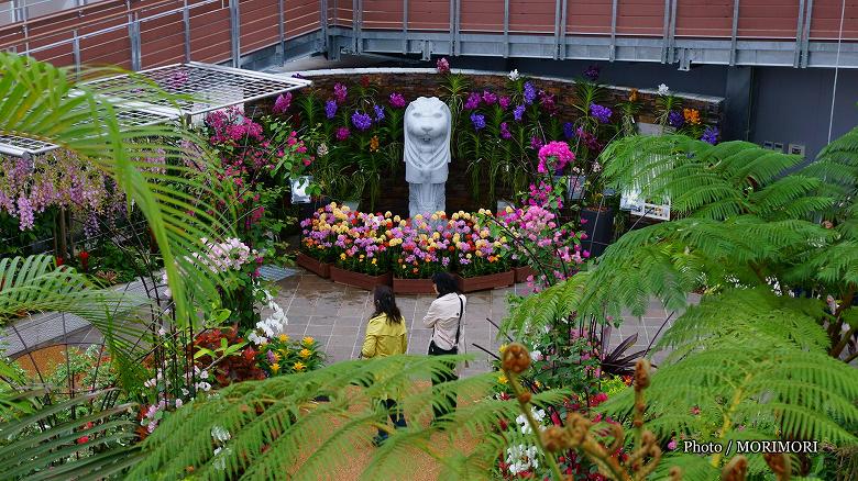 青島亜熱帯植物園(宮交ボタニックガーデン青島)大温室にて 青島亜熱帯植物園(宮交ボタニックガーデン青島)大温室にて