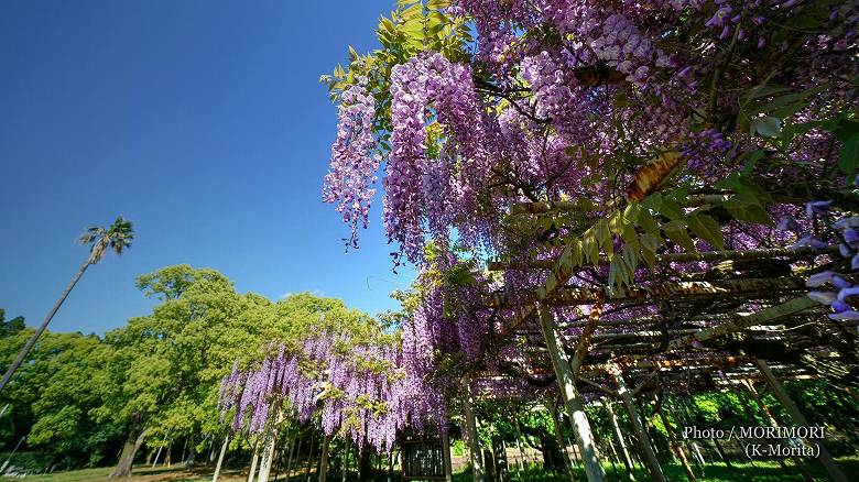 紫花のフジ（ノダフジ）