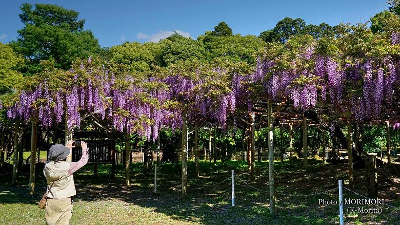 紫花のフジ（ノダフジ）