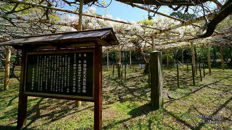 国指定天然記念物 宮崎神宮のオオシラフジ