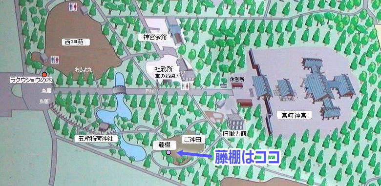 宮崎神宮のオオシラフジの地図