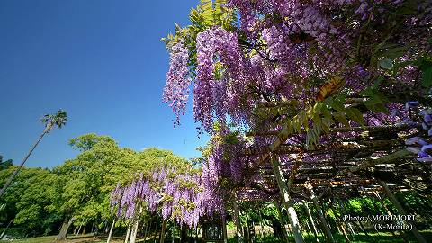 紫花のフジ（ノダフジ）