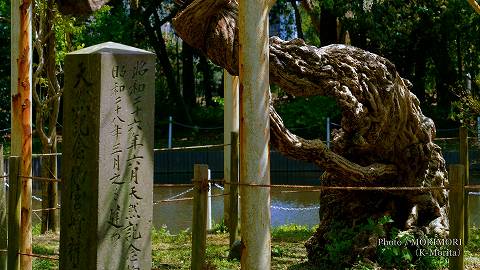 国指定天然記念物 宮崎神宮のオオシラフジ