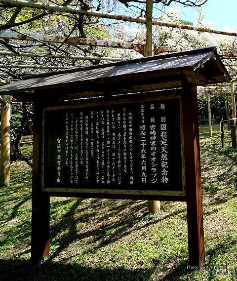 国指定天然記念物 宮崎神宮のオオシラフジ