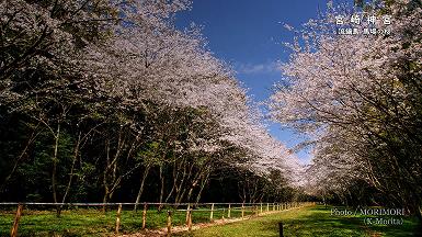 流鏑馬馬場の桜