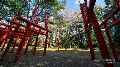 五所稲荷神社の鳥居