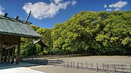 クスの木の新緑（宮崎神宮）