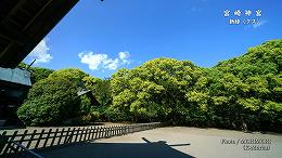 クスの木の新緑（宮崎神宮）