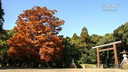 ラクウショウ（ヌマスギ）の紅葉（宮崎神宮）