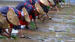 宮崎神宮 御田植祭（おたうえさい）