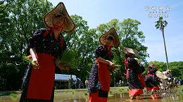 宮崎神宮 御田植祭（おたうえさい）