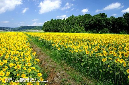 ひまわり 都城市 庄内地区 02 ひまわり 都城市 庄内地区 02