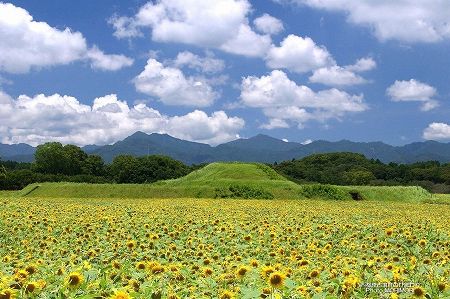 西都原古墳 ひまわり 2 西都原古墳 ひまわり 2