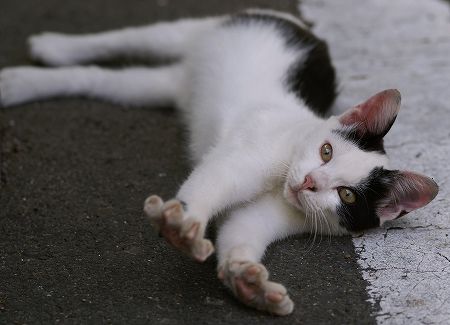 ネコお目覚め ネコお目覚め