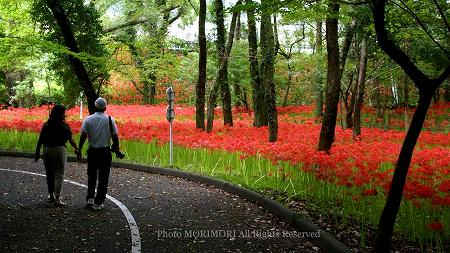 皇子原公園の彼岸花(ヒガンバナ) 01 皇子原公園の彼岸花(ヒガンバナ) 01