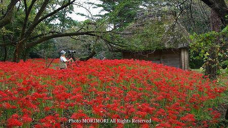 皇子原公園の彼岸花(ヒガンバナ) 03 皇子原公園の彼岸花(ヒガンバナ) 03