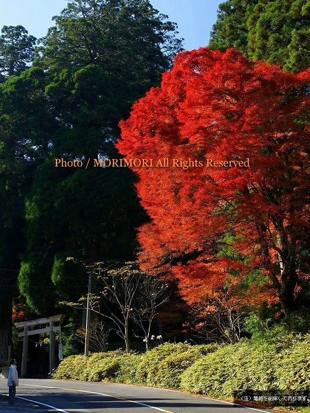 白鳥神社の紅葉 白鳥神社の紅葉