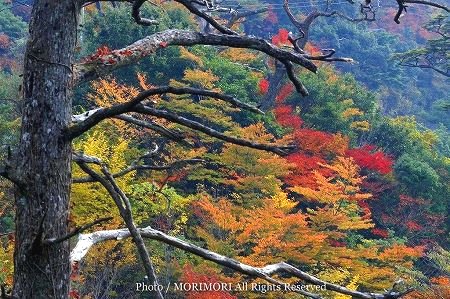 えびの高原の紅葉 えびの高原の紅葉
