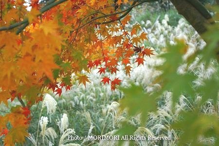 小林〜えびの高原ルートの紅葉 小林〜えびの高原ルートの紅葉