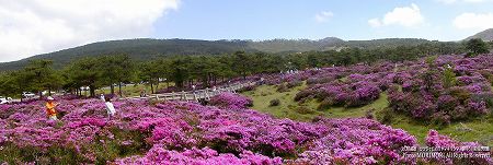 えびの高原のミヤマキリシマ えびの高原のミヤマキリシマ