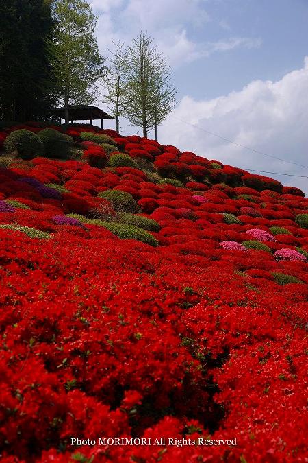 天神山つつじ公園のツツジ 天神山つつじ公園のツツジ