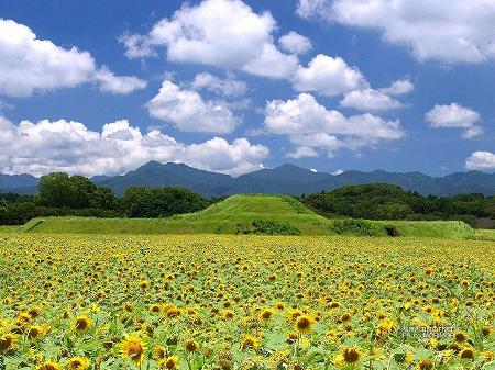 西都原古墳群のひまわり 西都原古墳群のひまわり