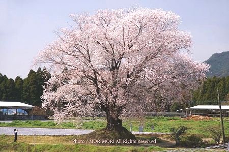 大坪の一本桜 大坪の一本桜