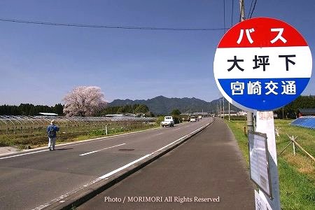 大坪の一本桜 円形 大坪の一本桜 円形