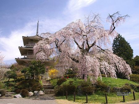 浄専寺のしだれ桜 浄専寺のしだれ桜
