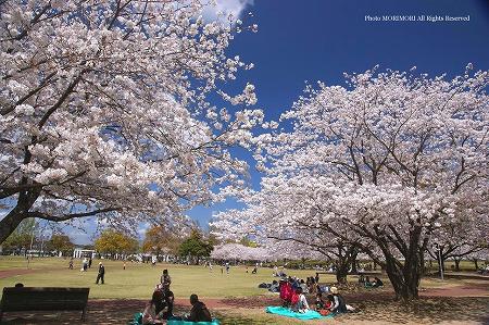 宮崎県総合文化公園の桜 1 宮崎県総合文化公園の桜 1