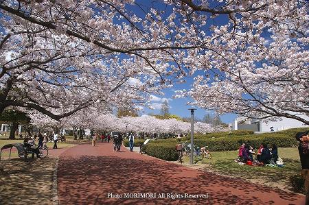 宮崎県総合文化公園の桜 2 宮崎県総合文化公園の桜 2