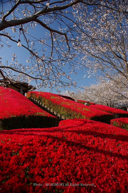 天ヶ城のツツジと桜 01 天ヶ城のツツジと桜 01