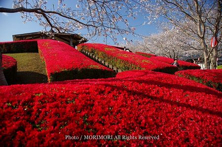 天ヶ城のツツジと桜 02 天ヶ城のツツジと桜 02