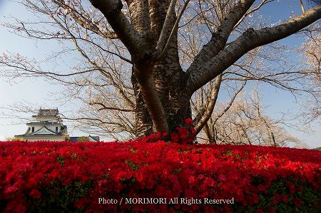 天ヶ城のツツジと桜 03 天ヶ城のツツジと桜 03