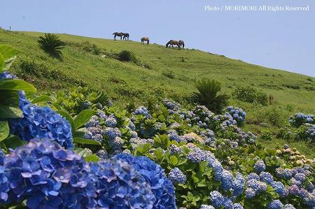 都井岬 アジサイ 都井岬 アジサイ