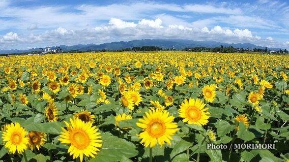 高鍋町 染ヶ岡地区 日本一のひまわり畑 高鍋町 染ヶ岡地区 日本一のひまわり畑