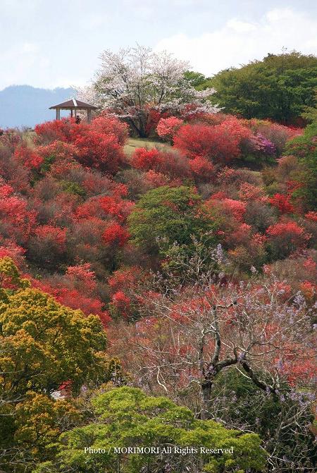 西都市・高取山のミツバツツジ 01 西都市・高取山のミツバツツジ 01