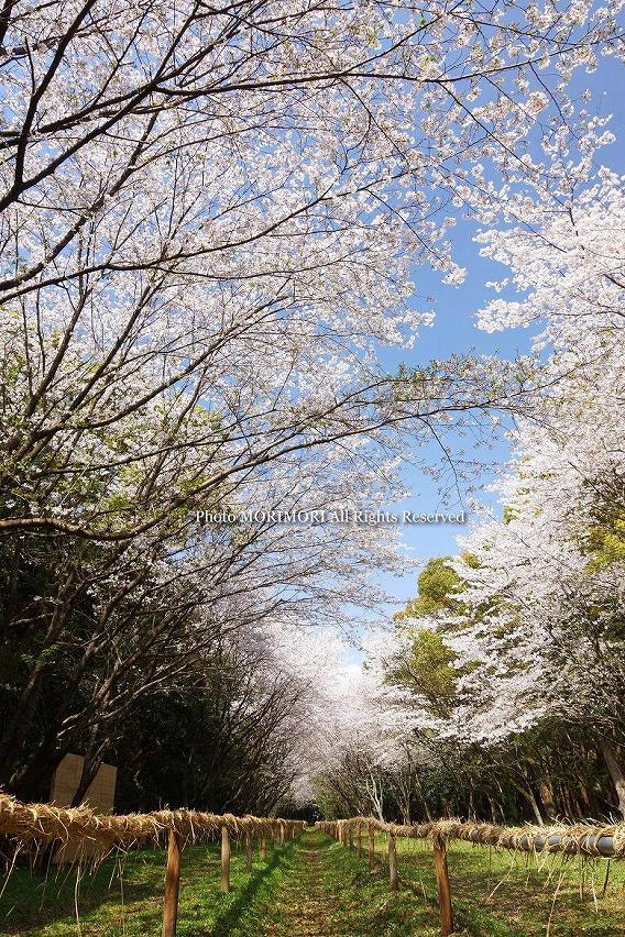 宮崎神宮 神事 流鏑馬 宮崎神宮 神事 流鏑馬