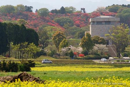 西都市・高取山のミツバツツジ 03 西都市・高取山のミツバツツジ 03