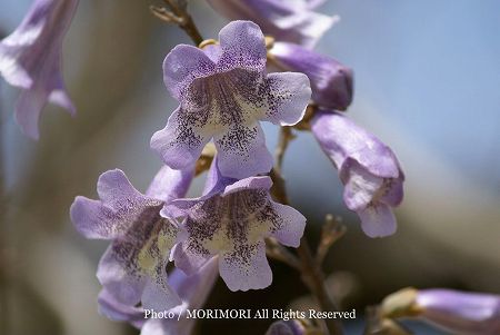 桐の花の写真 桐の花の写真