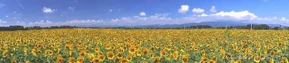 高鍋町染ヶ岡地区のヒマワリ 高鍋町染ヶ岡地区のヒマワリ
