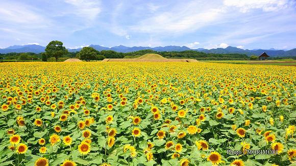 西都原古墳群のヒマワリ 西都原古墳群のヒマワリ