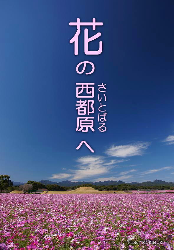 西都原古墳群のコスモス 西都原古墳群のコスモス