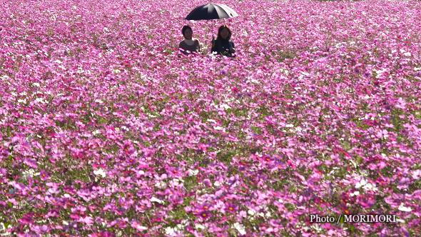 西都原古墳群のコスモス 西都原古墳群のコスモス